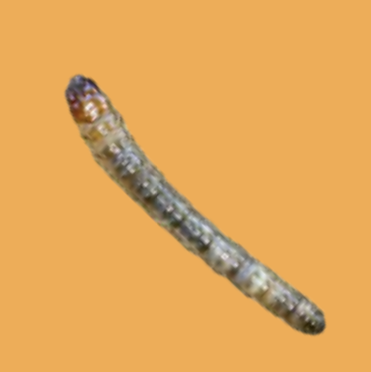 Ecobertura Opogona sacchari